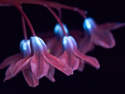Porslinshyacint (Puschkinia scilloides), UV induced visible fluorescence of flowers