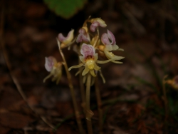 Skogsfru (Epipogium aphyllum), Abisko. Foto: Anja Rautenberg