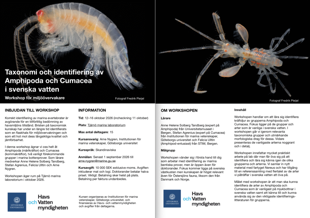 Den nuvarande bilden har ingen alternativ text. Filnamnet är: FlyerKursAmphipodaCumacea-scaled.png
